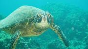 A green sea turtle in Hawaii. Credit: Claire Fackler, National Oceanic and Atmospheric Administration