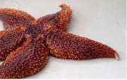 The white object at the tip of this sea star’s arm is being ejected from its body. Credit: University of Southern Denmark