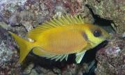 Rabbitfishes have been observed watching out for one another while searching for food. Credit: BS Thurner Hof, 2005, GNU Free Documentation License